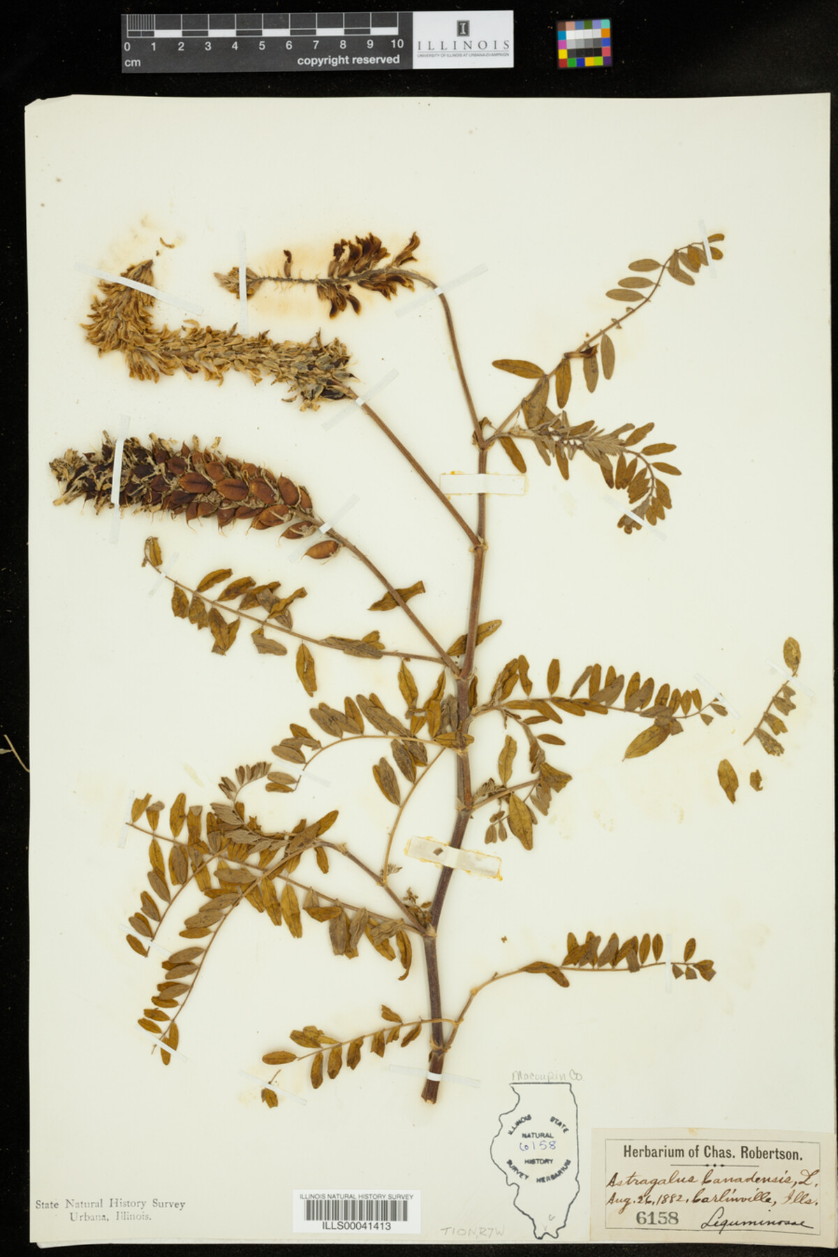 Astragalus canadensis image