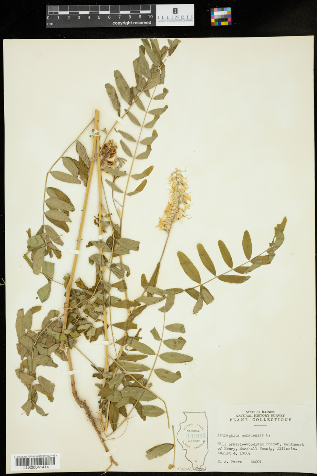 Astragalus canadensis image