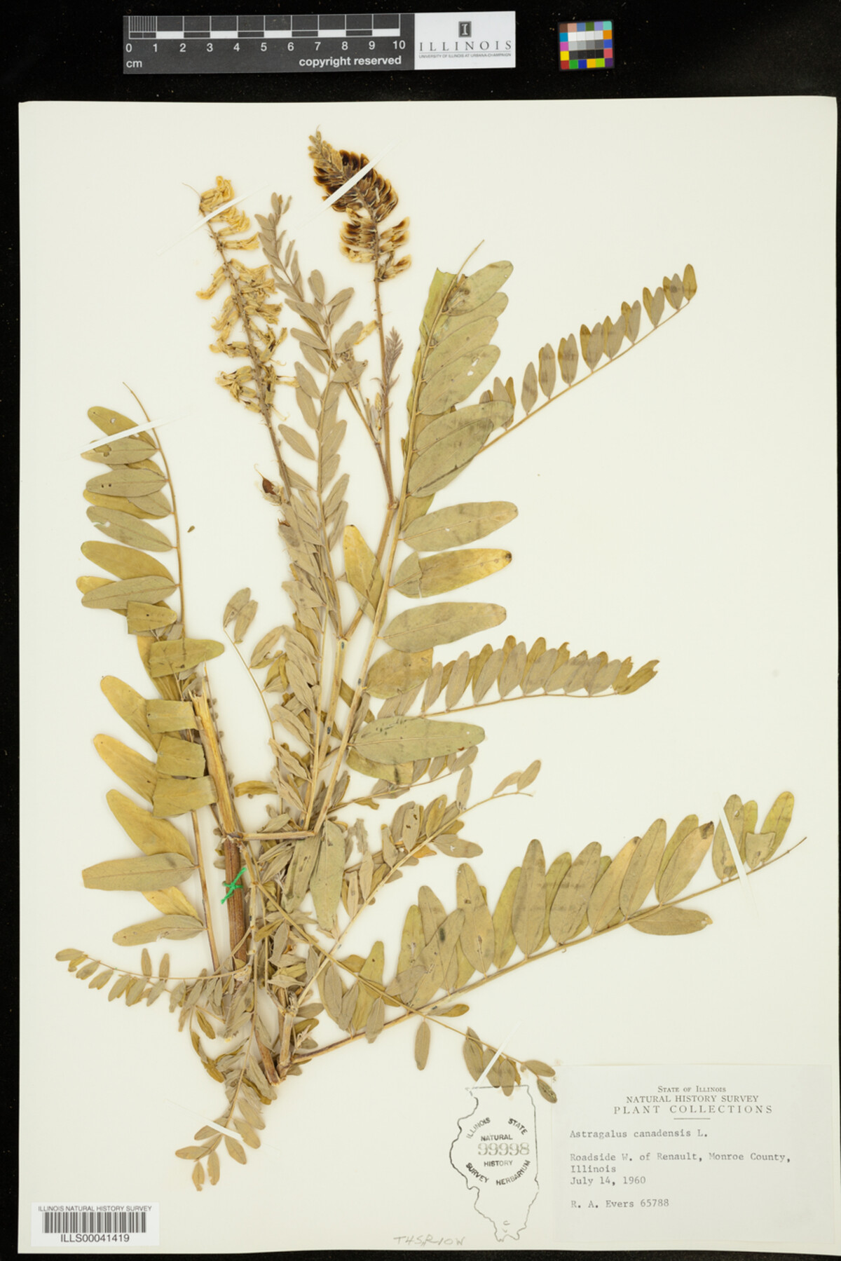 Astragalus canadensis image