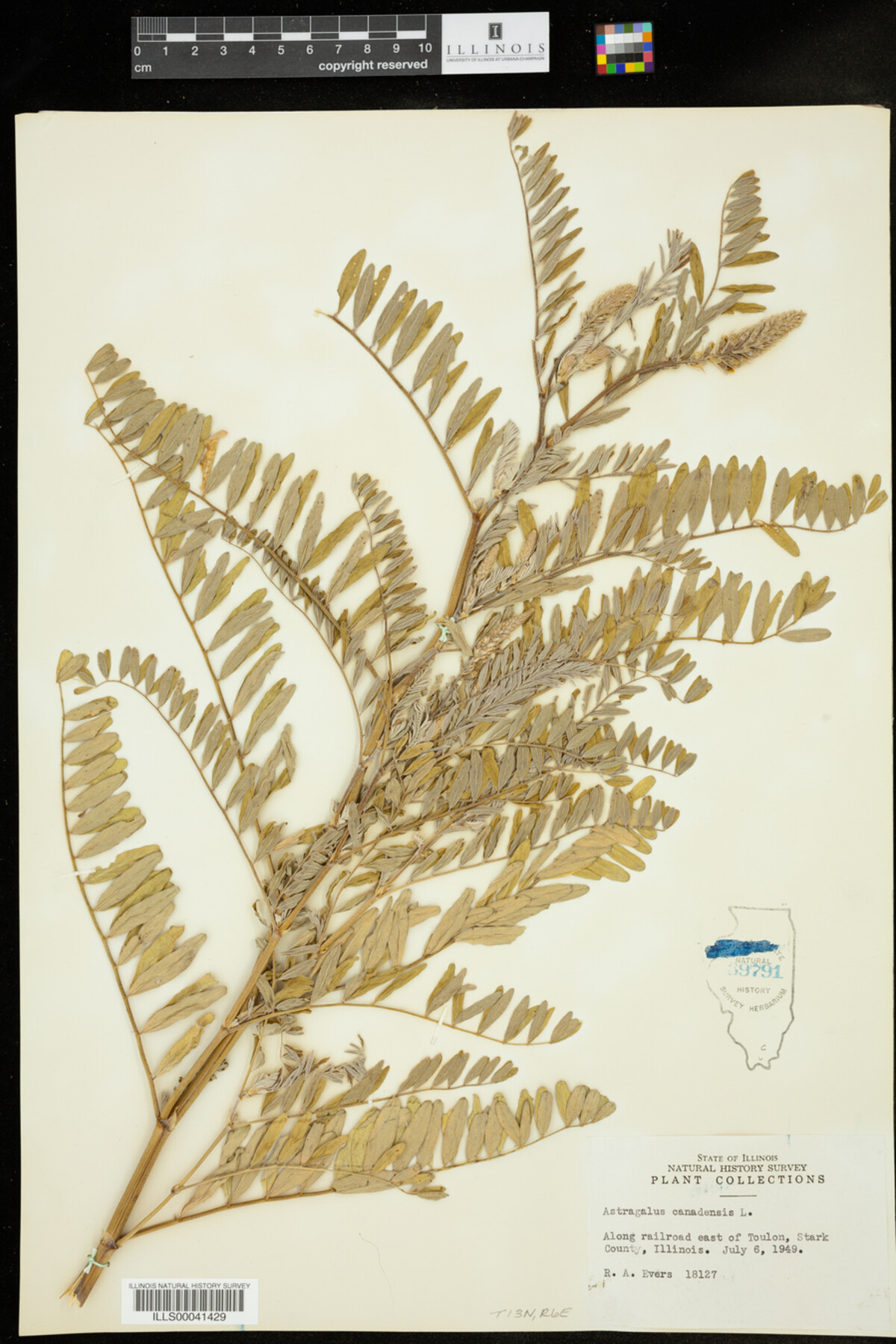 Astragalus canadensis image