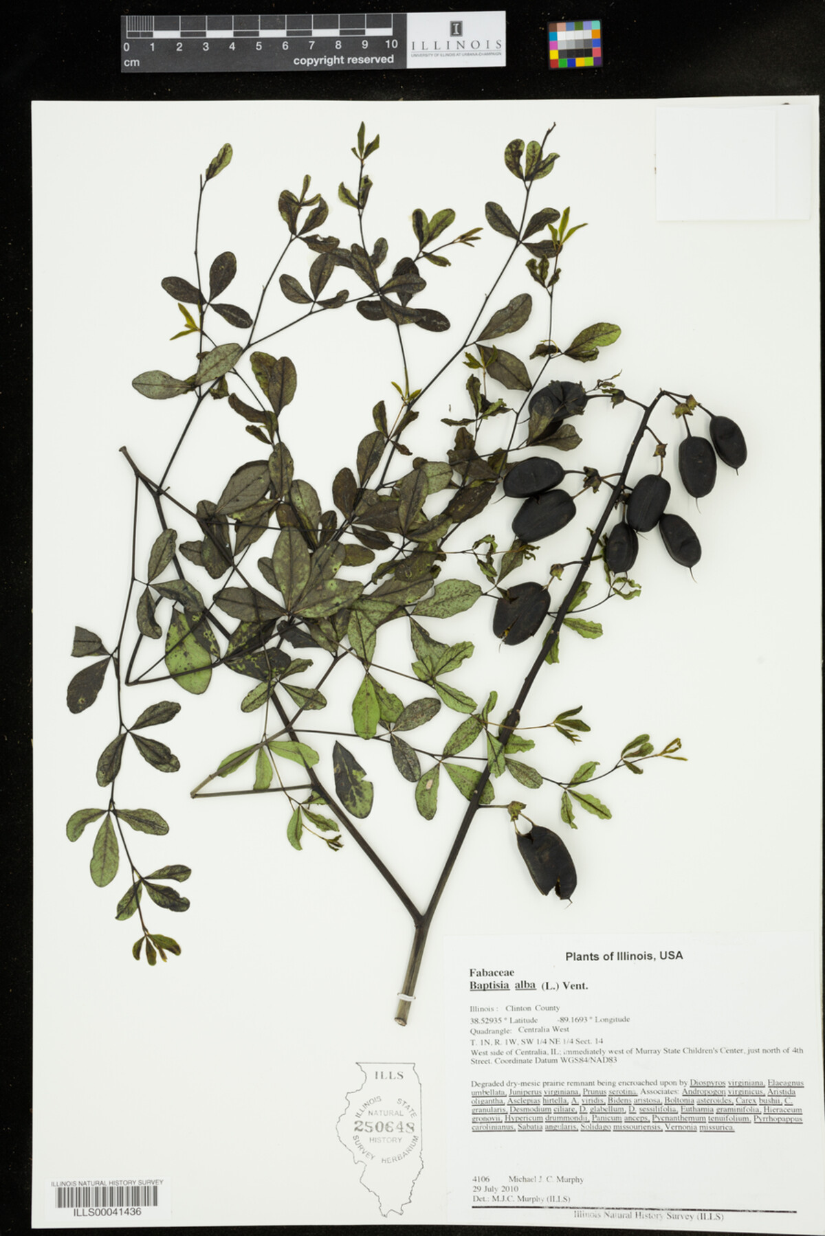 Baptisia alba image