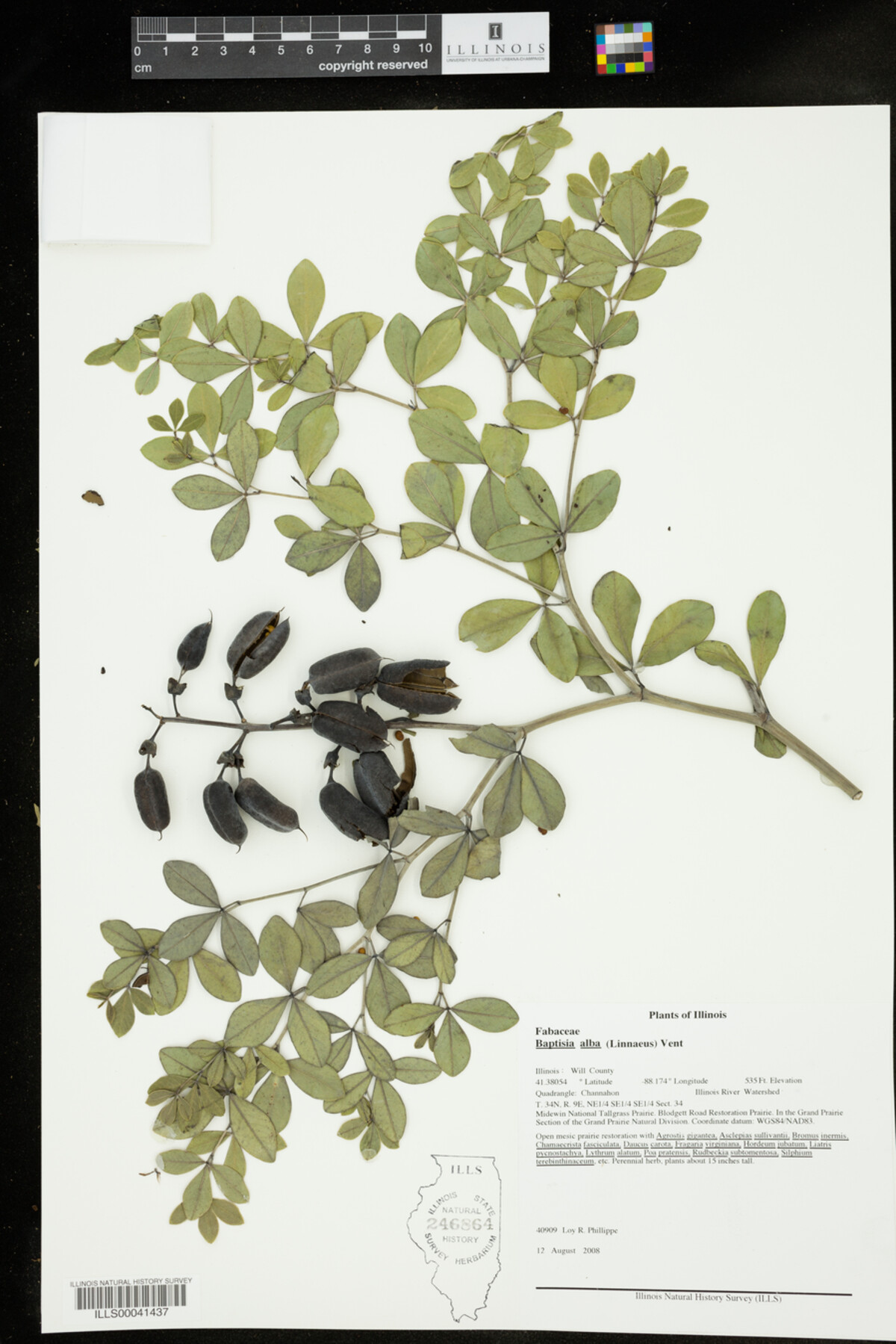Baptisia alba image