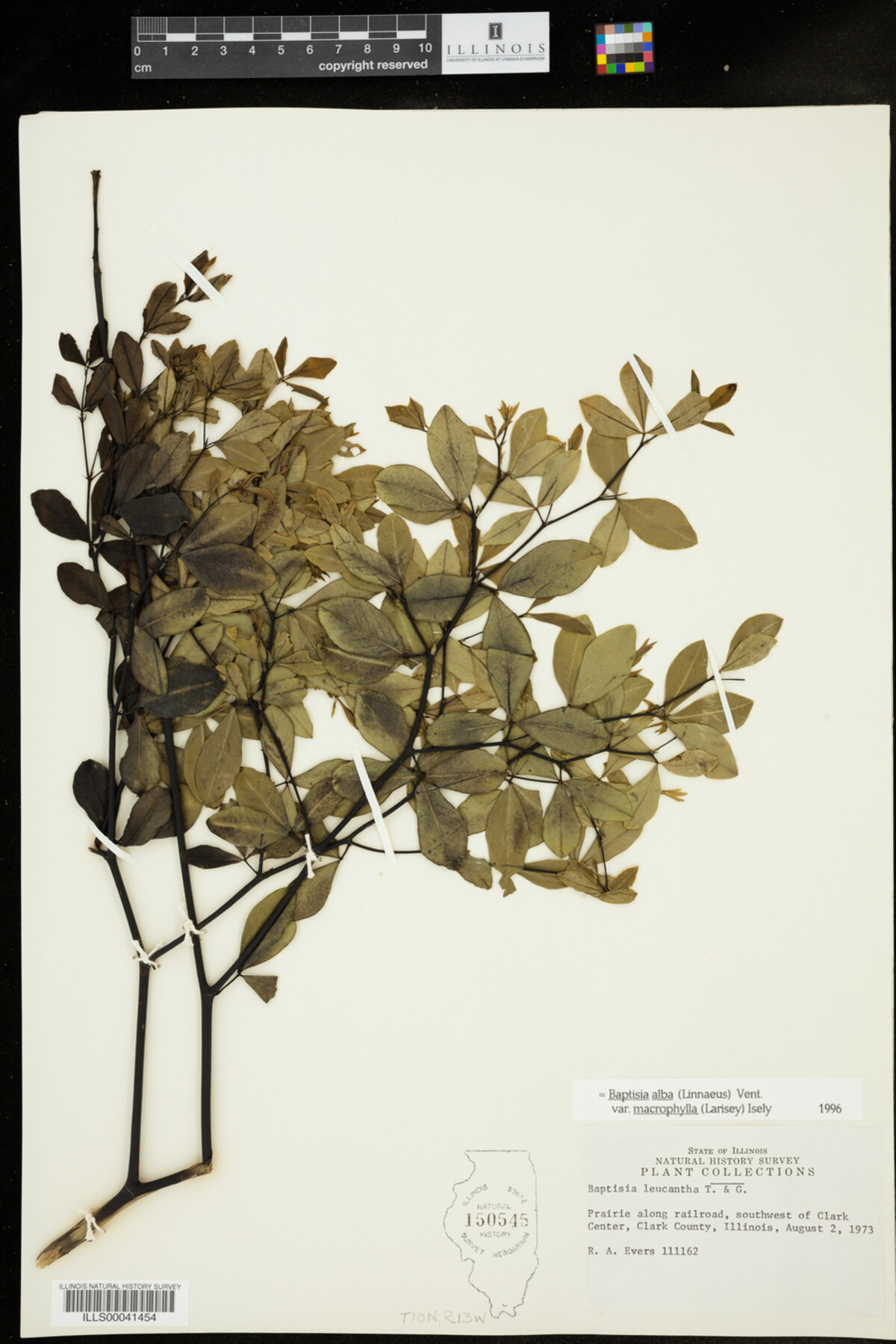 Baptisia lactea var. lactea image