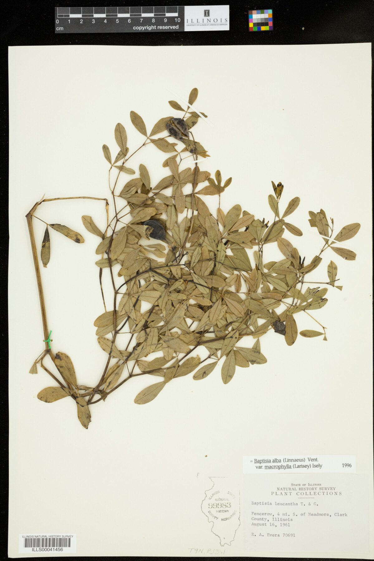 Baptisia alba image