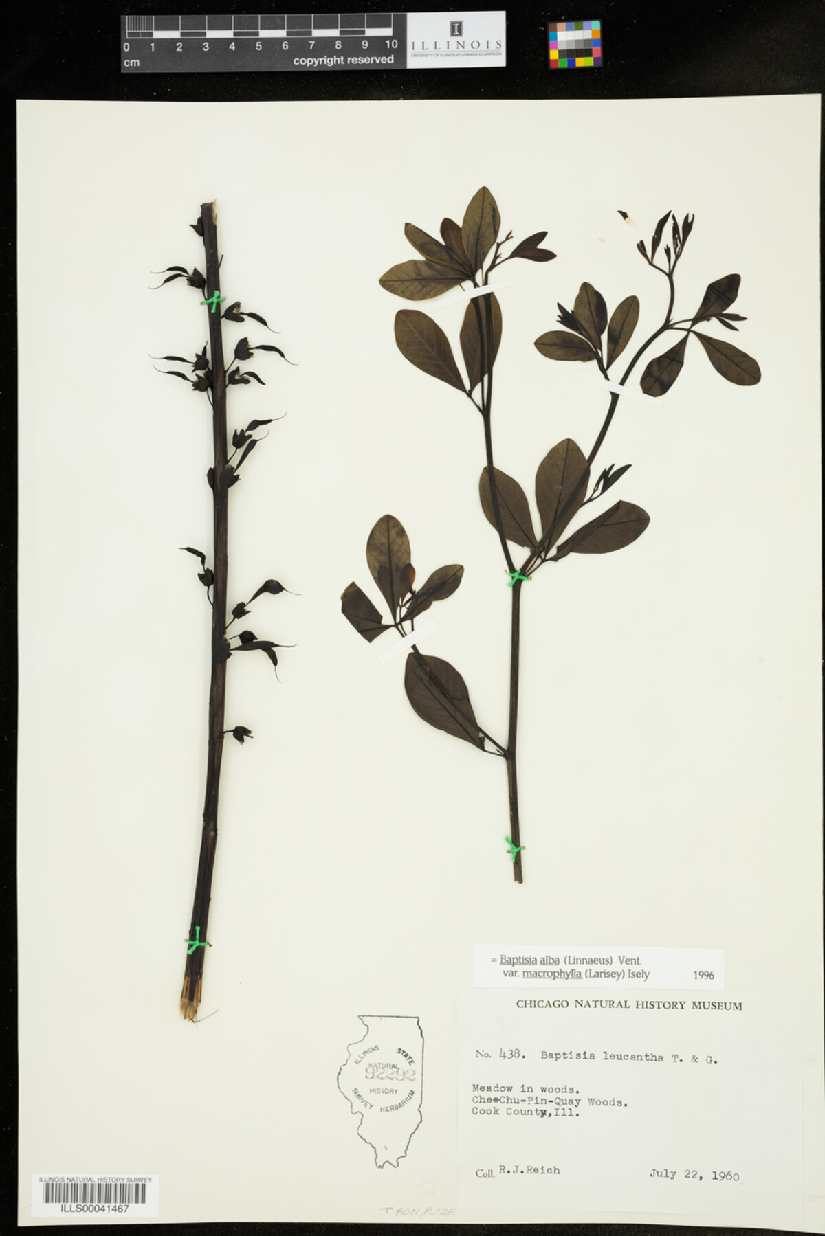 Baptisia lactea var. lactea image