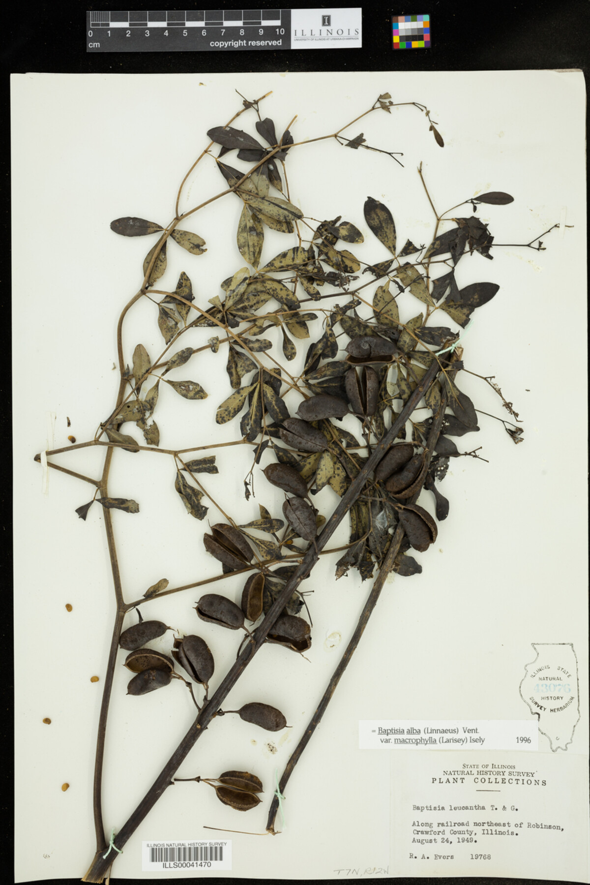 Baptisia lactea var. lactea image