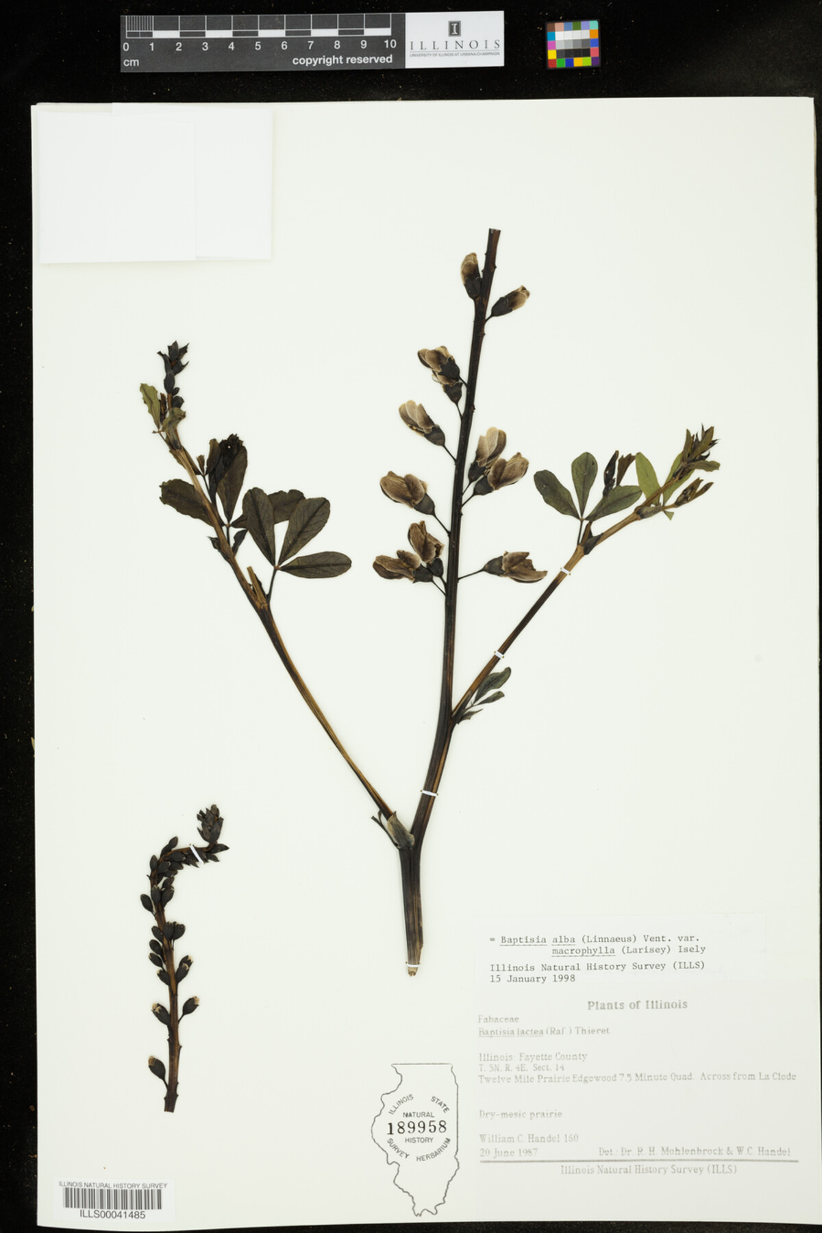 Baptisia lactea var. lactea image