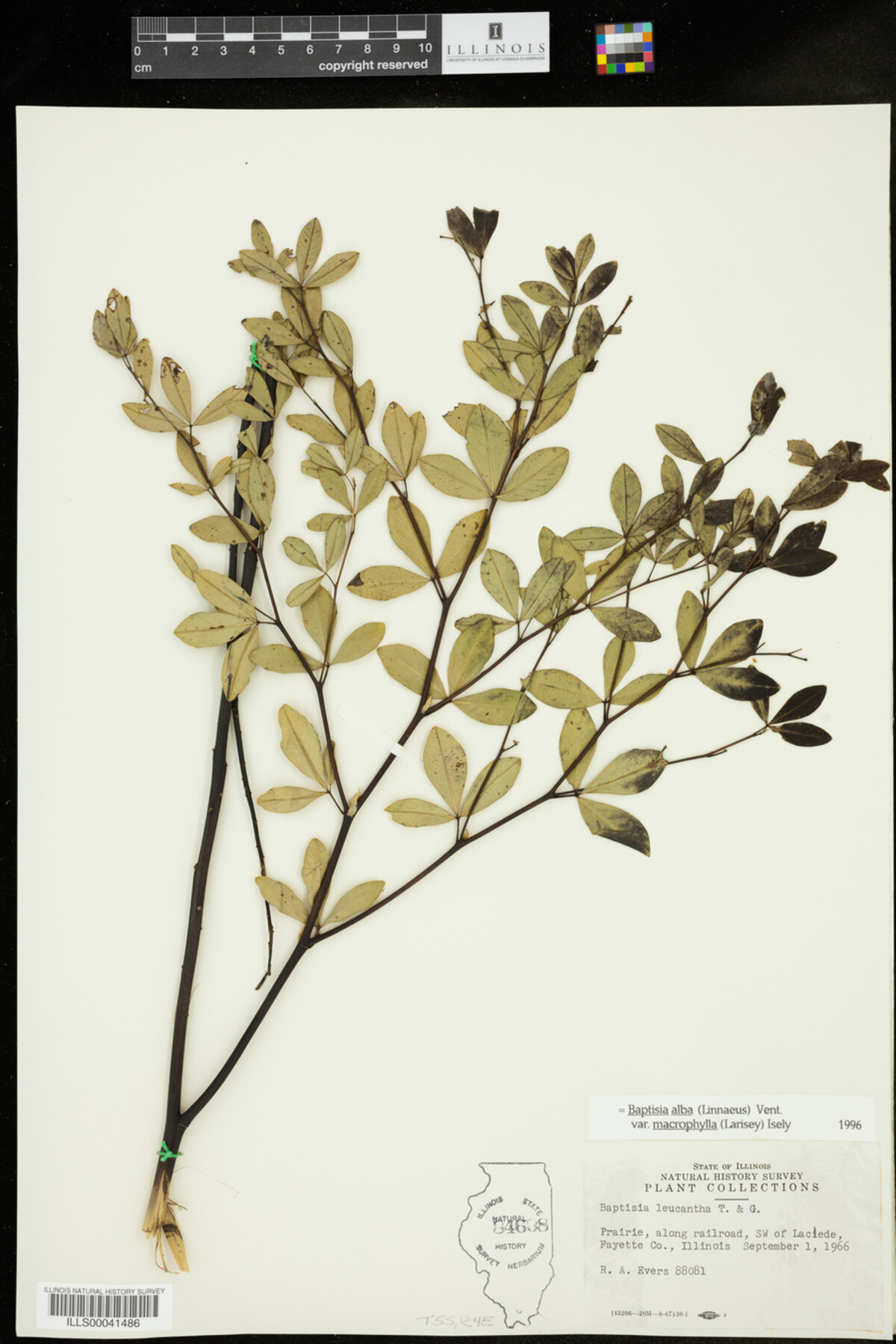 Baptisia image