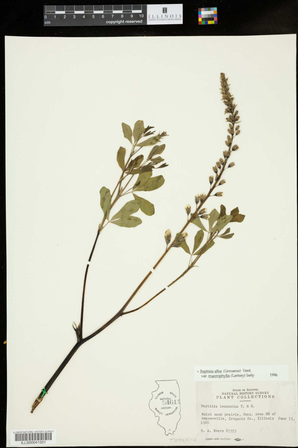 Baptisia lactea var. lactea image