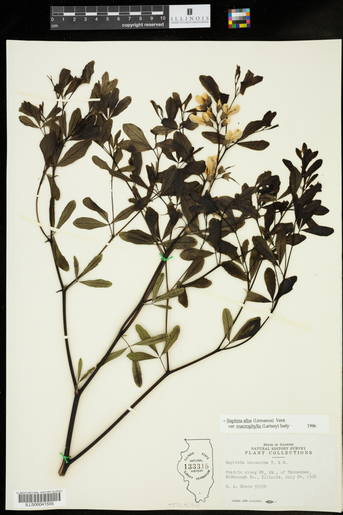 Baptisia lactea var. lactea image