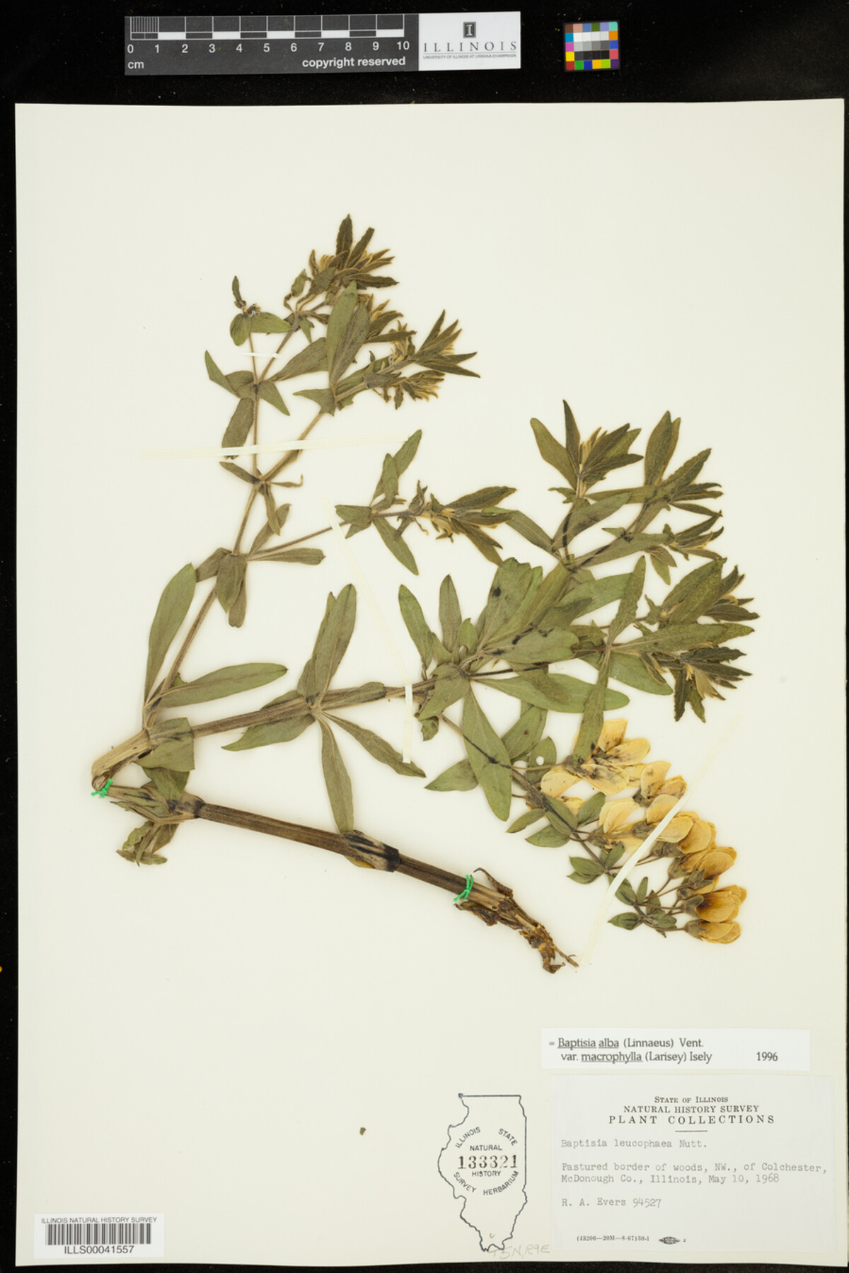Baptisia lactea var. lactea image