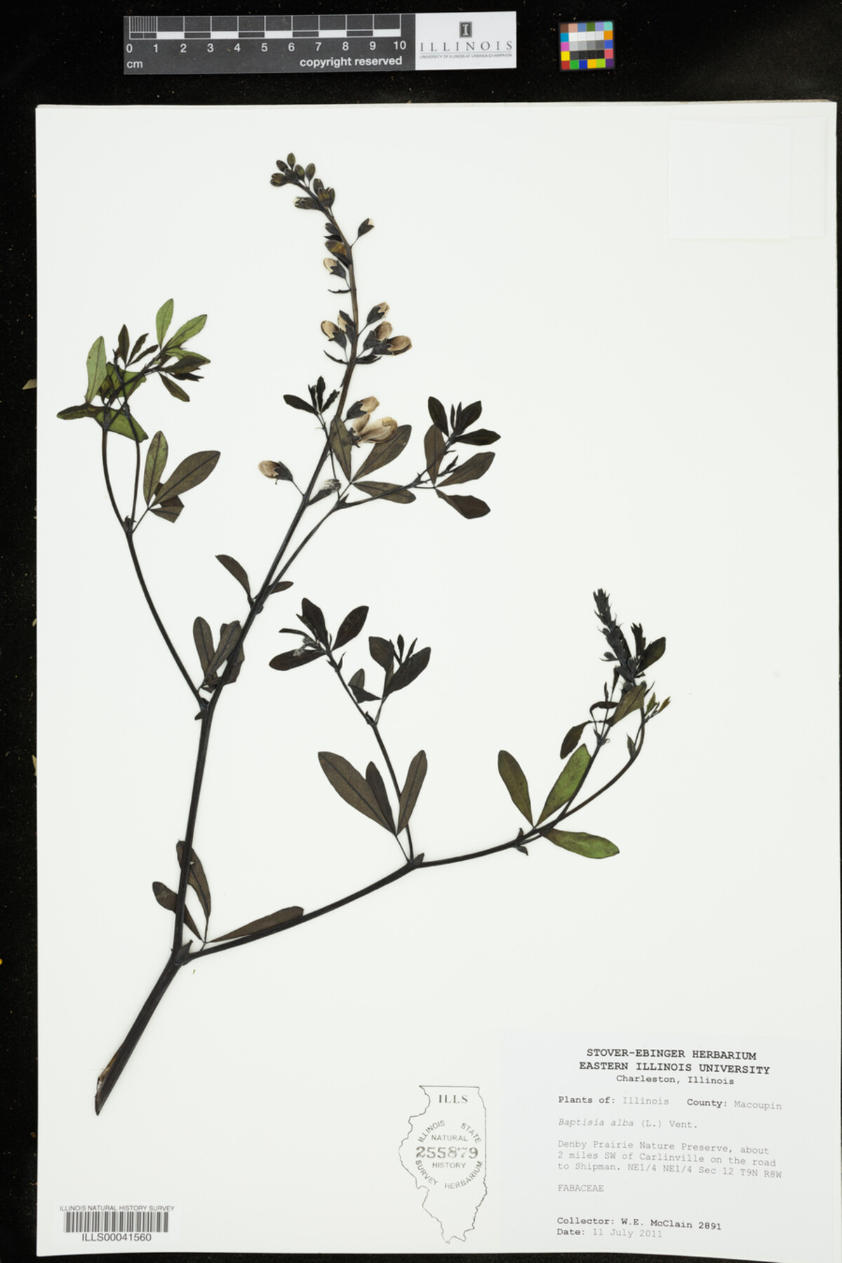 Baptisia alba image