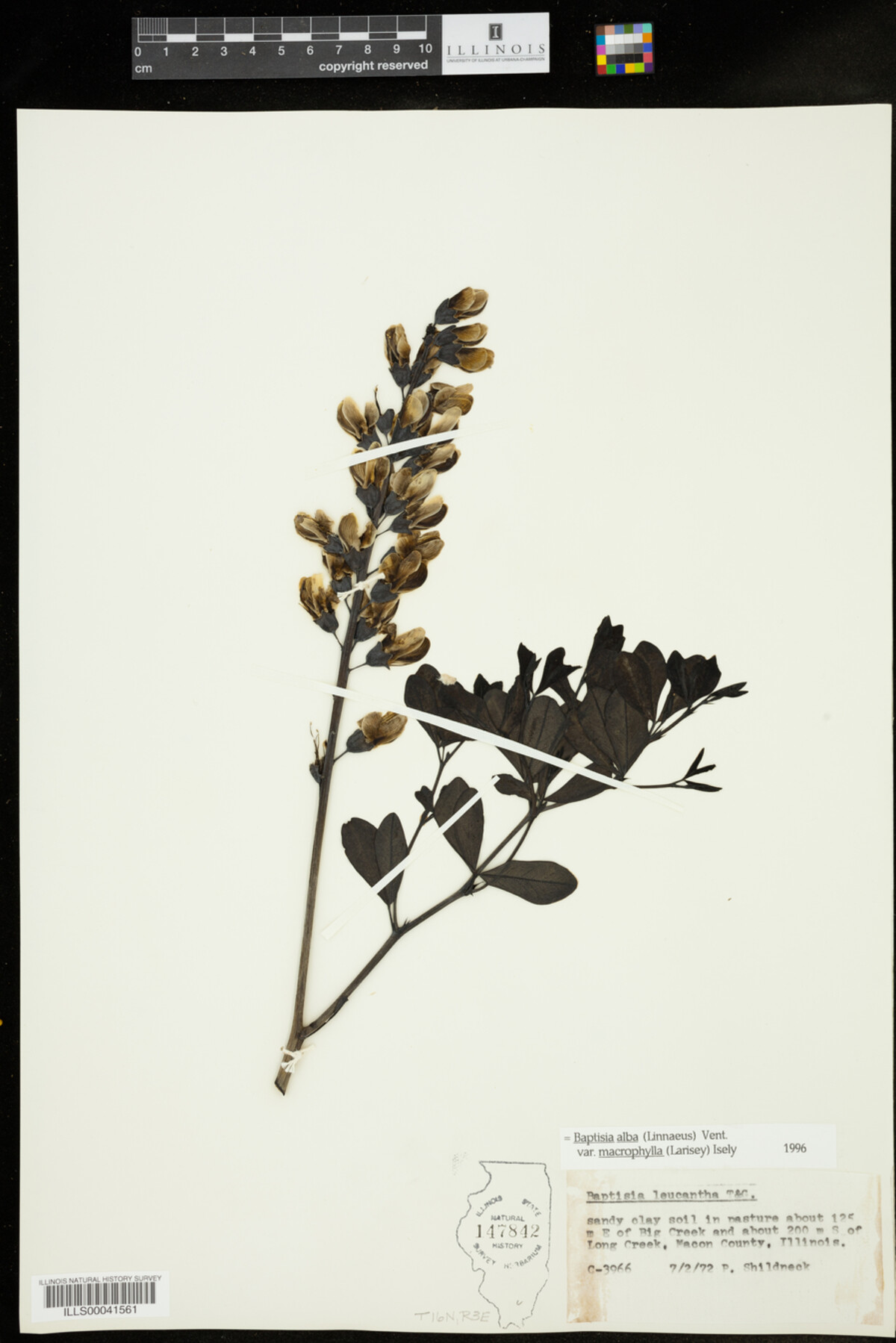Baptisia lactea var. lactea image