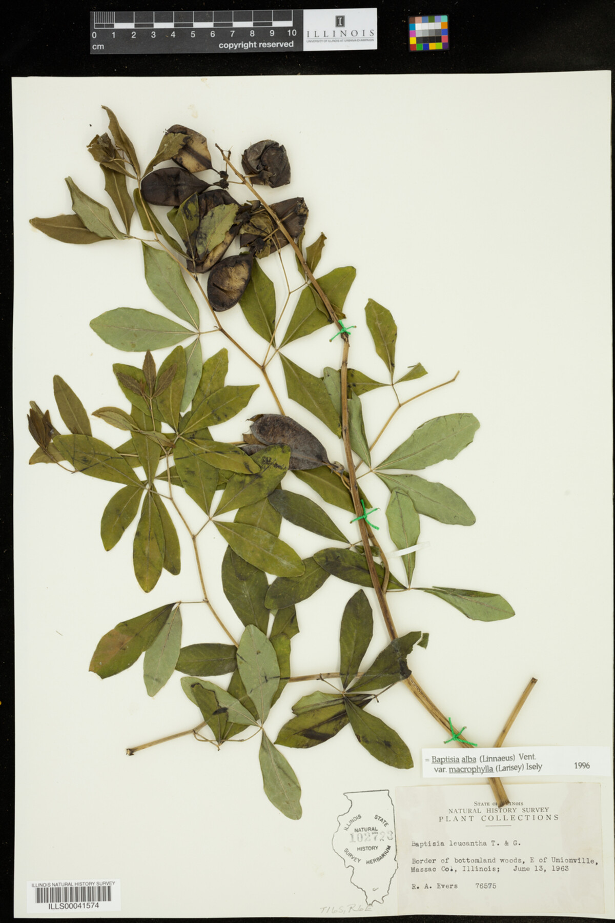 Baptisia lactea var. lactea image