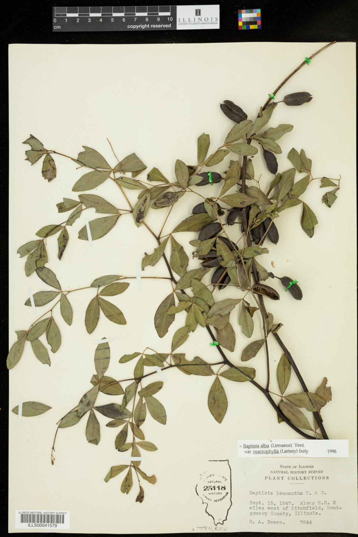 Baptisia alba image