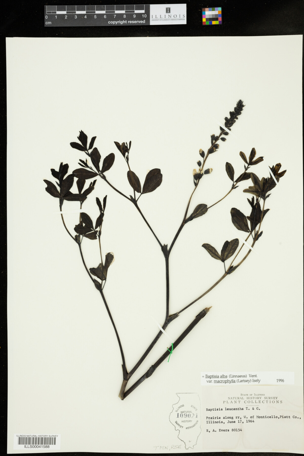 Baptisia alba image