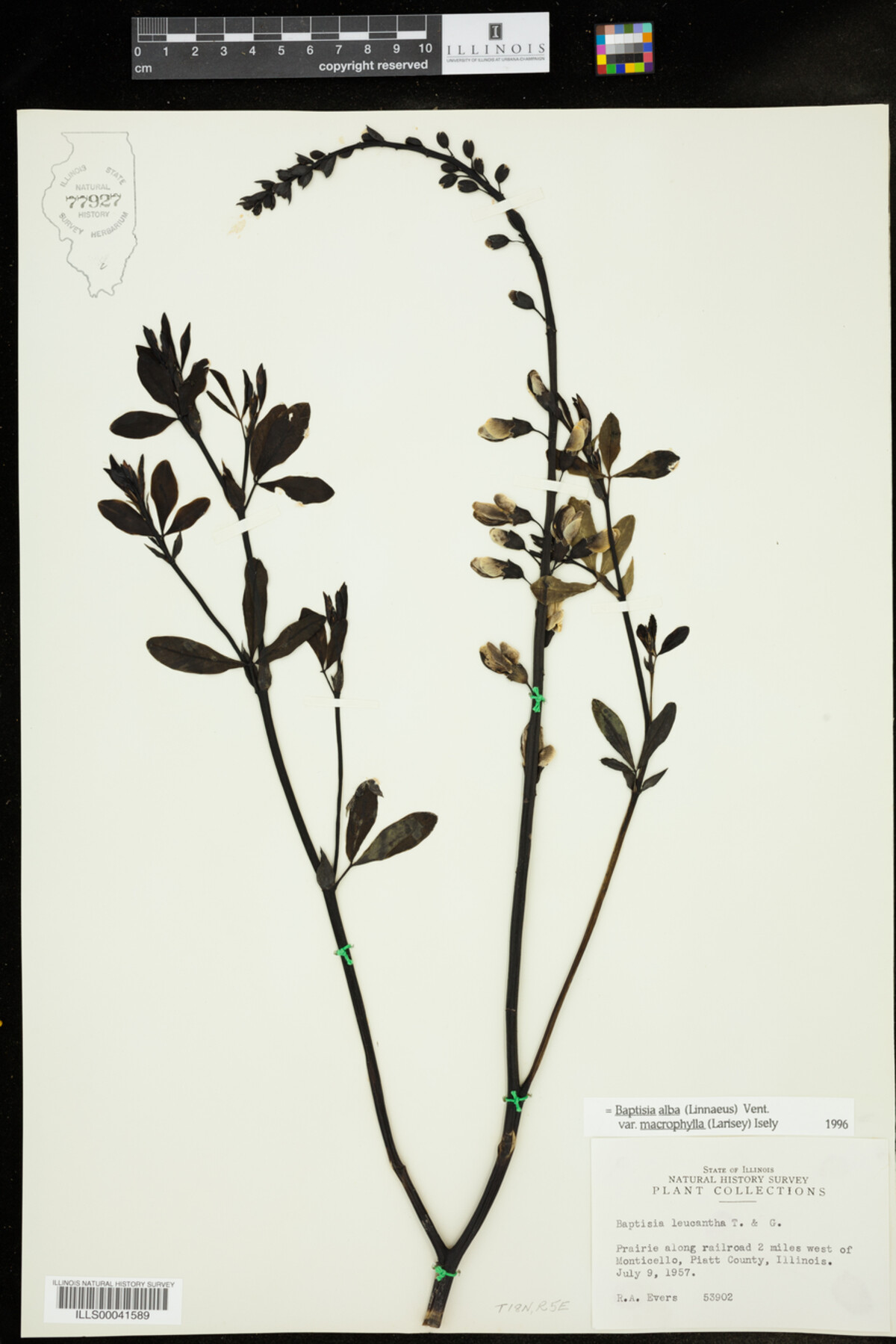 Baptisia lactea var. lactea image