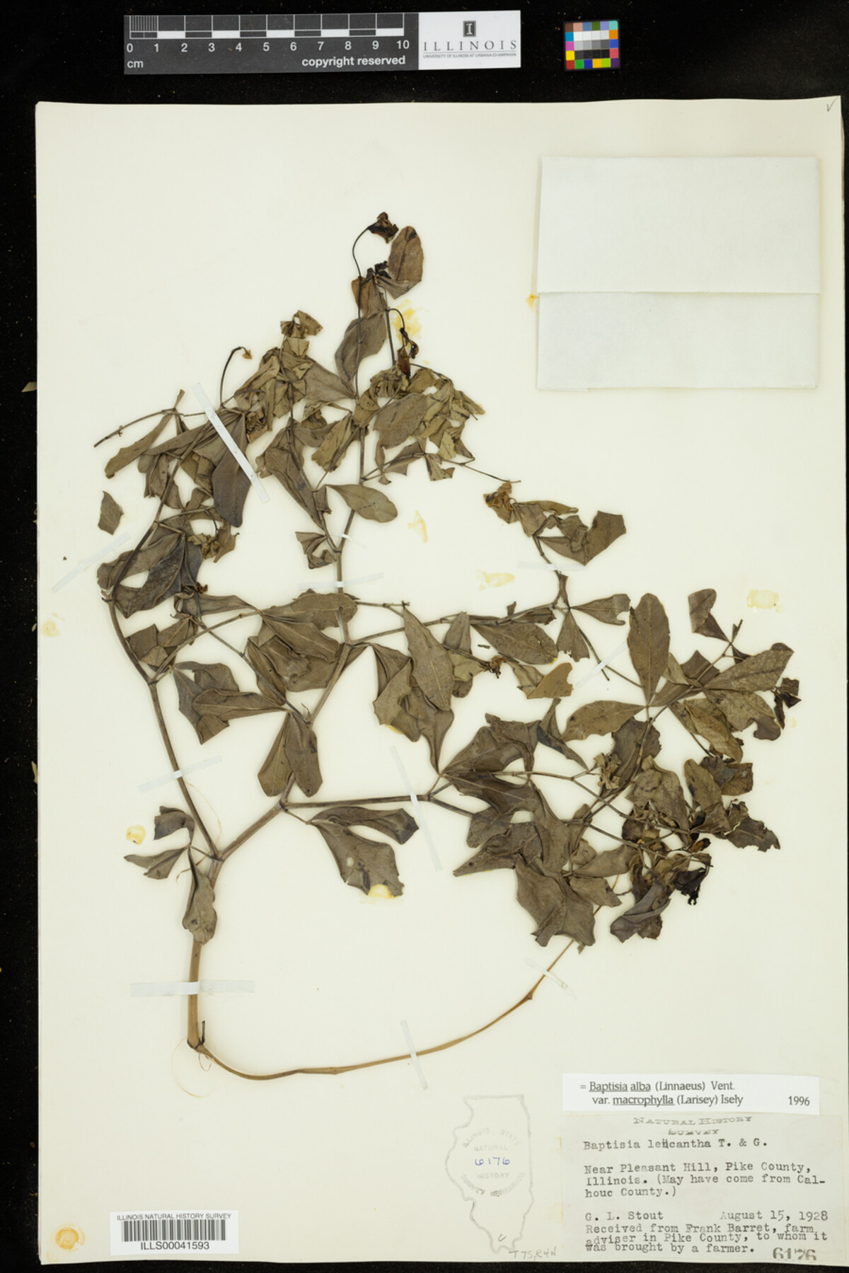 Baptisia lactea var. lactea image