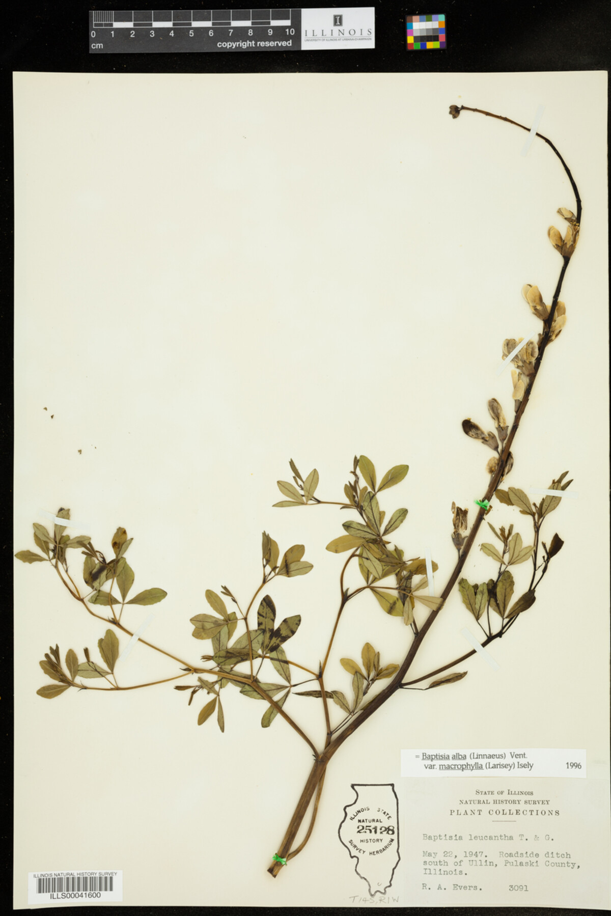 Baptisia alba image