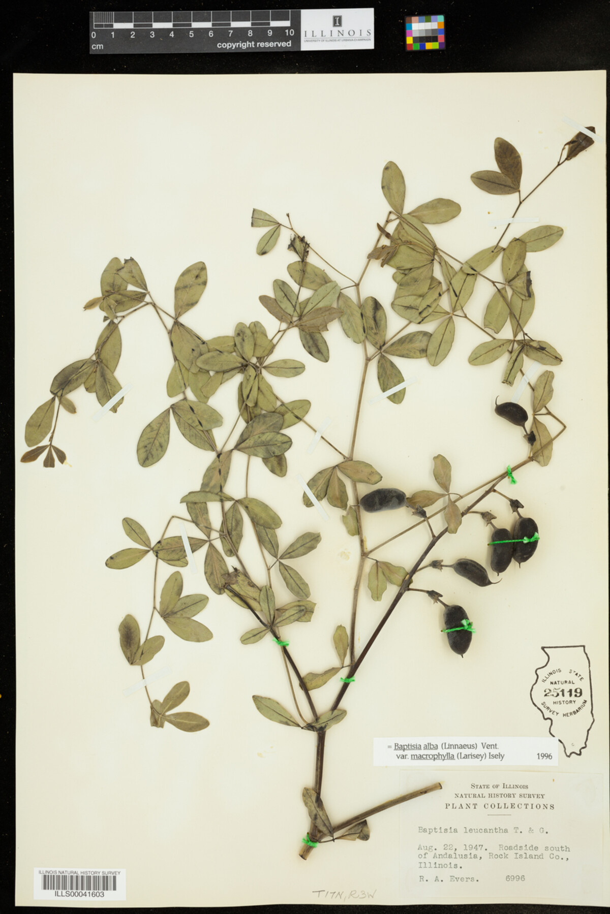 Baptisia lactea image