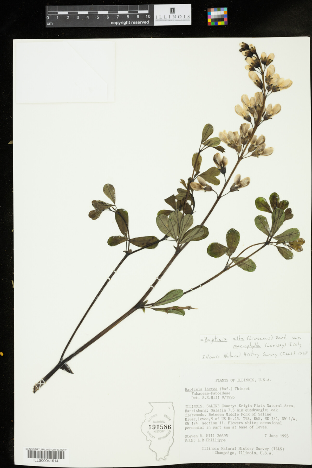 Baptisia lactea var. lactea image