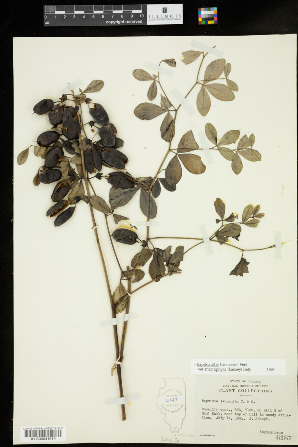 Baptisia lactea image