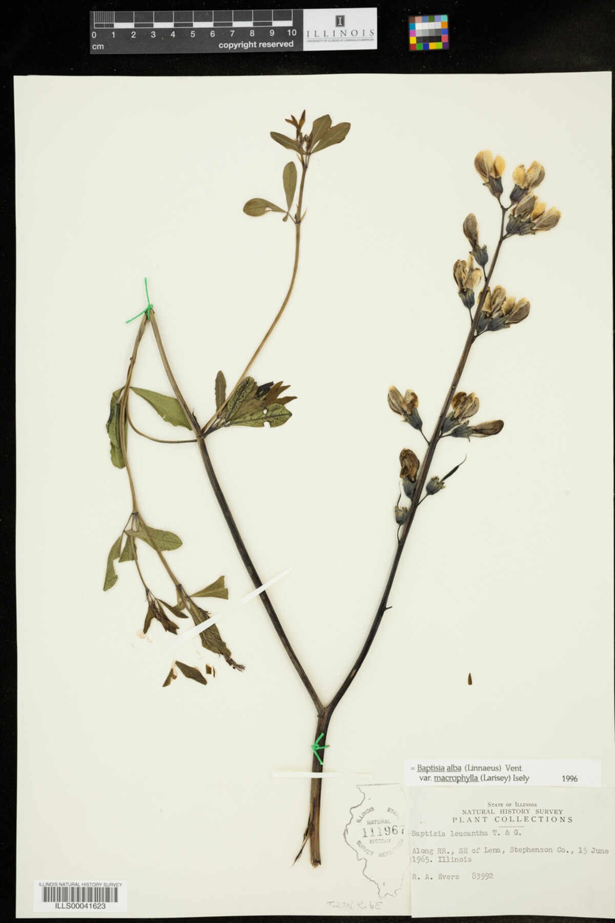 Baptisia lactea var. lactea image