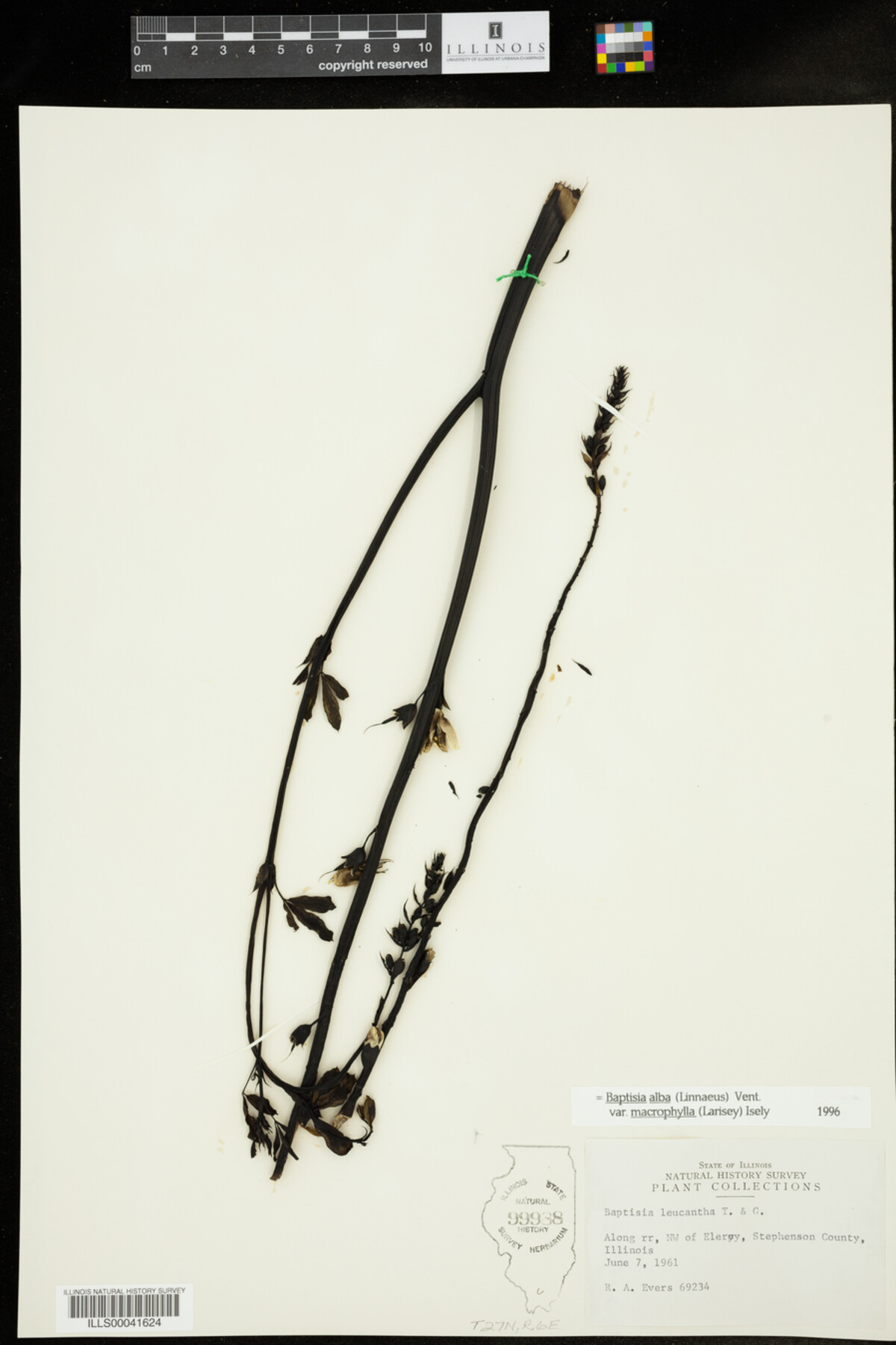 Baptisia lactea var. lactea image
