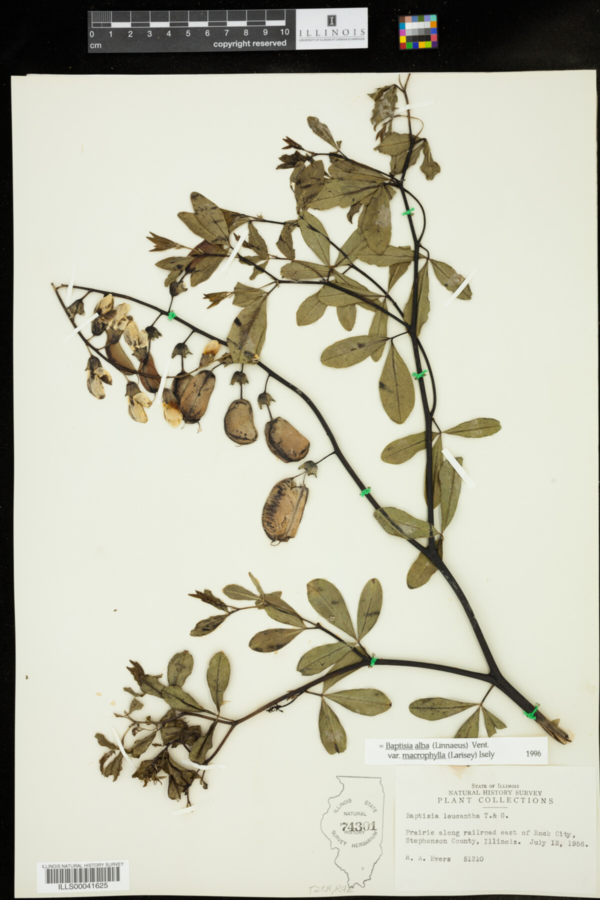 Baptisia image