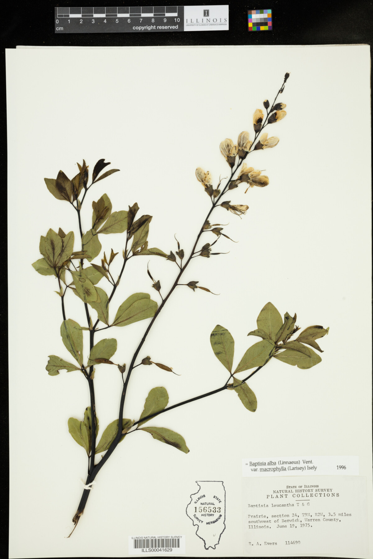 Baptisia alba image