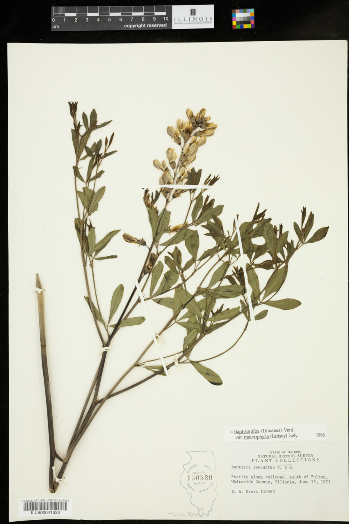 Baptisia lactea var. lactea image
