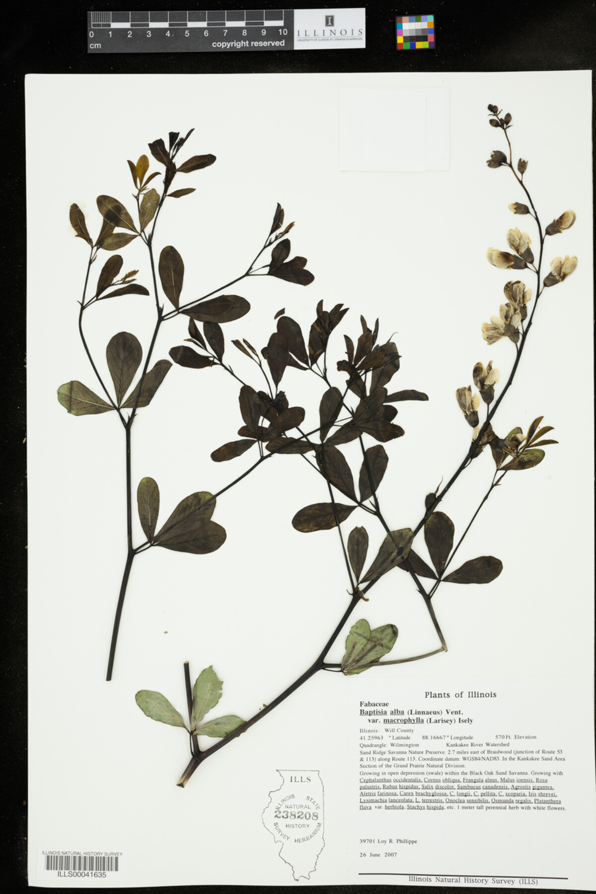 Baptisia lactea image