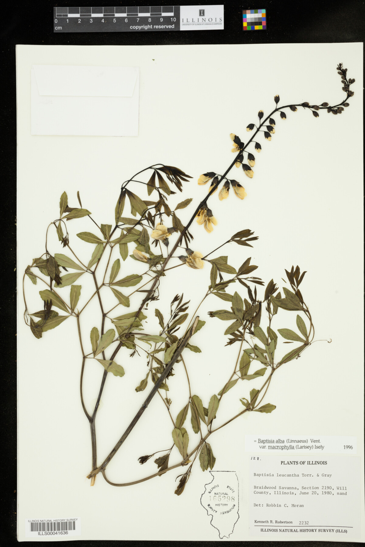 Baptisia lactea image
