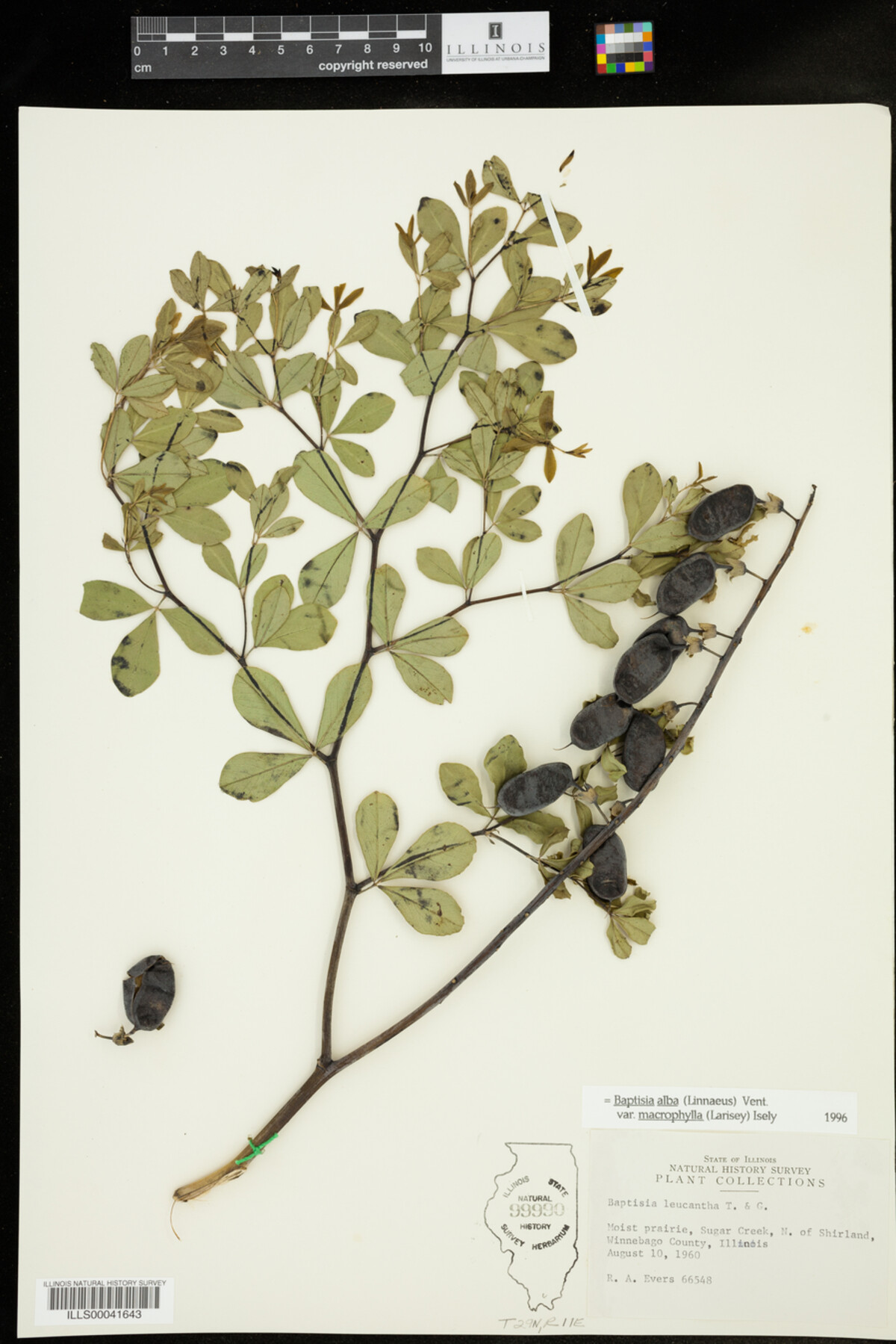 Baptisia lactea var. lactea image