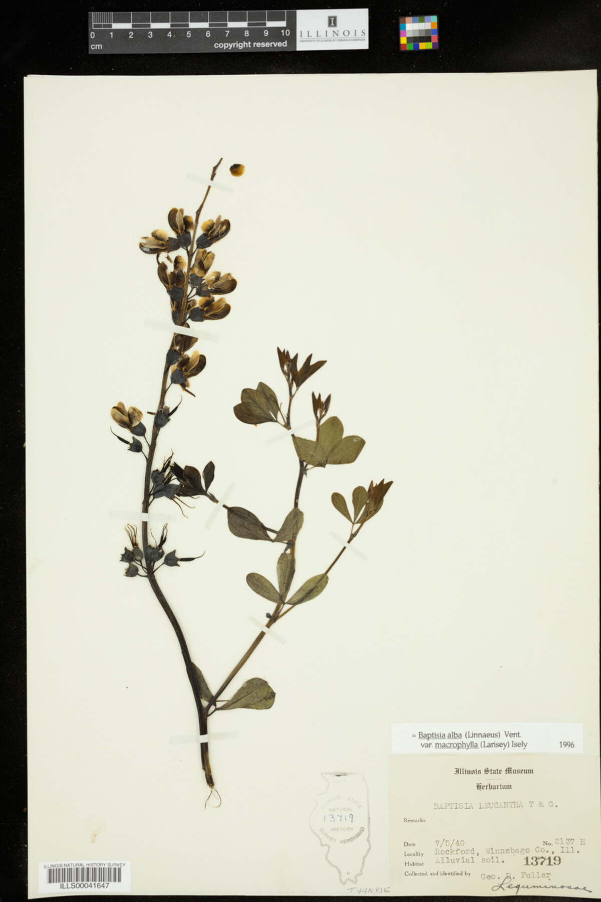 Baptisia lactea var. lactea image