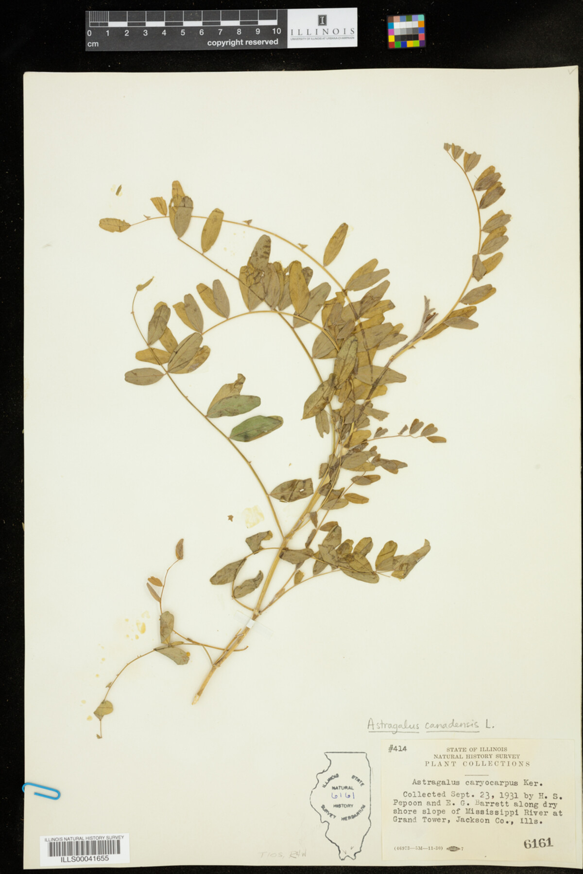 Astragalus canadensis image