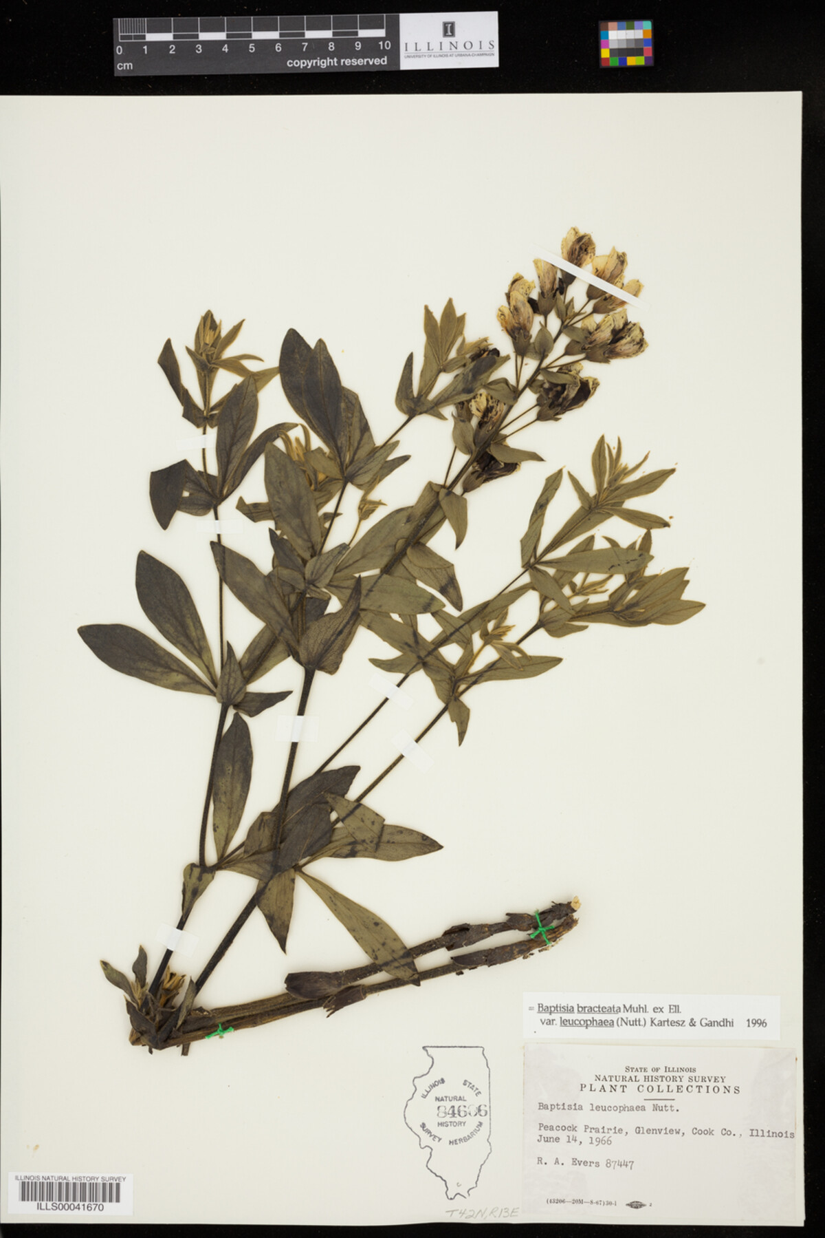 Baptisia bracteata image