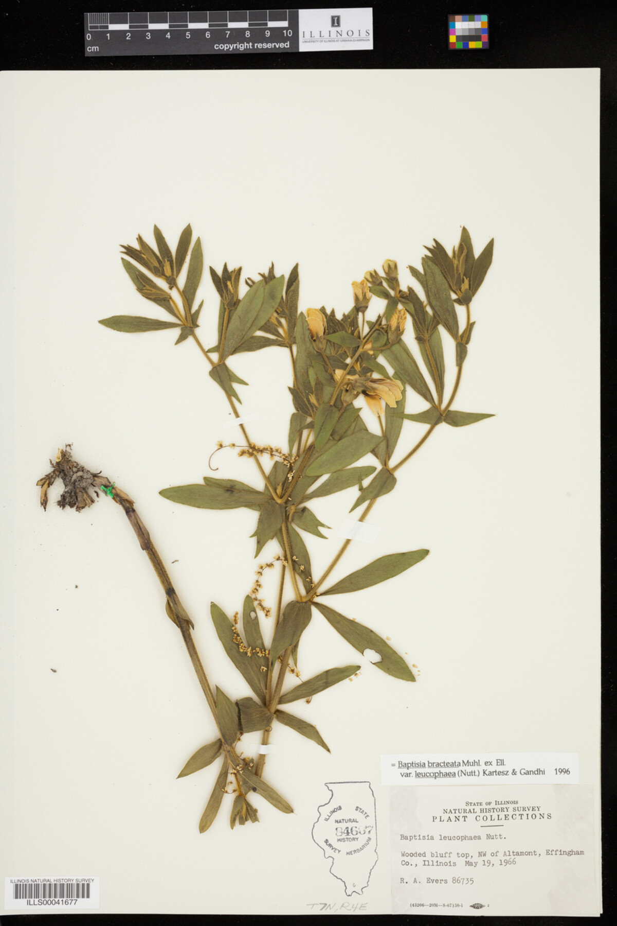 Baptisia leucophaea image