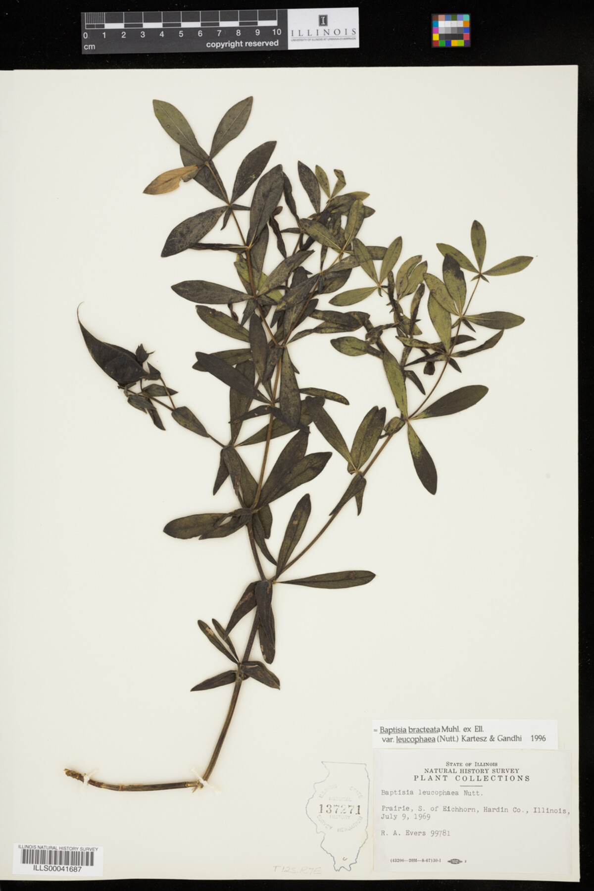 Baptisia leucophaea image