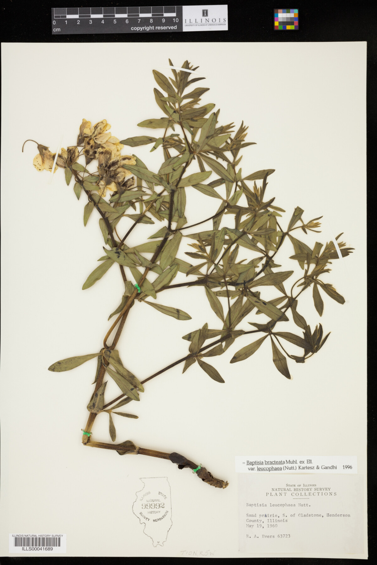 Baptisia leucophaea image