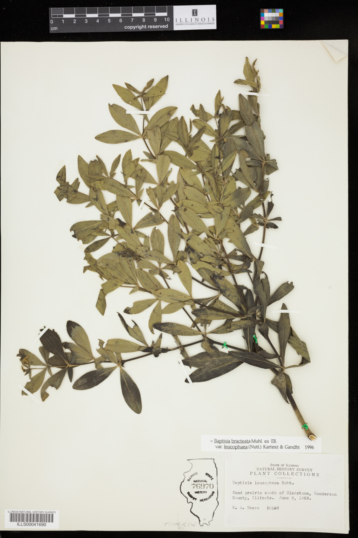 Baptisia leucophaea image