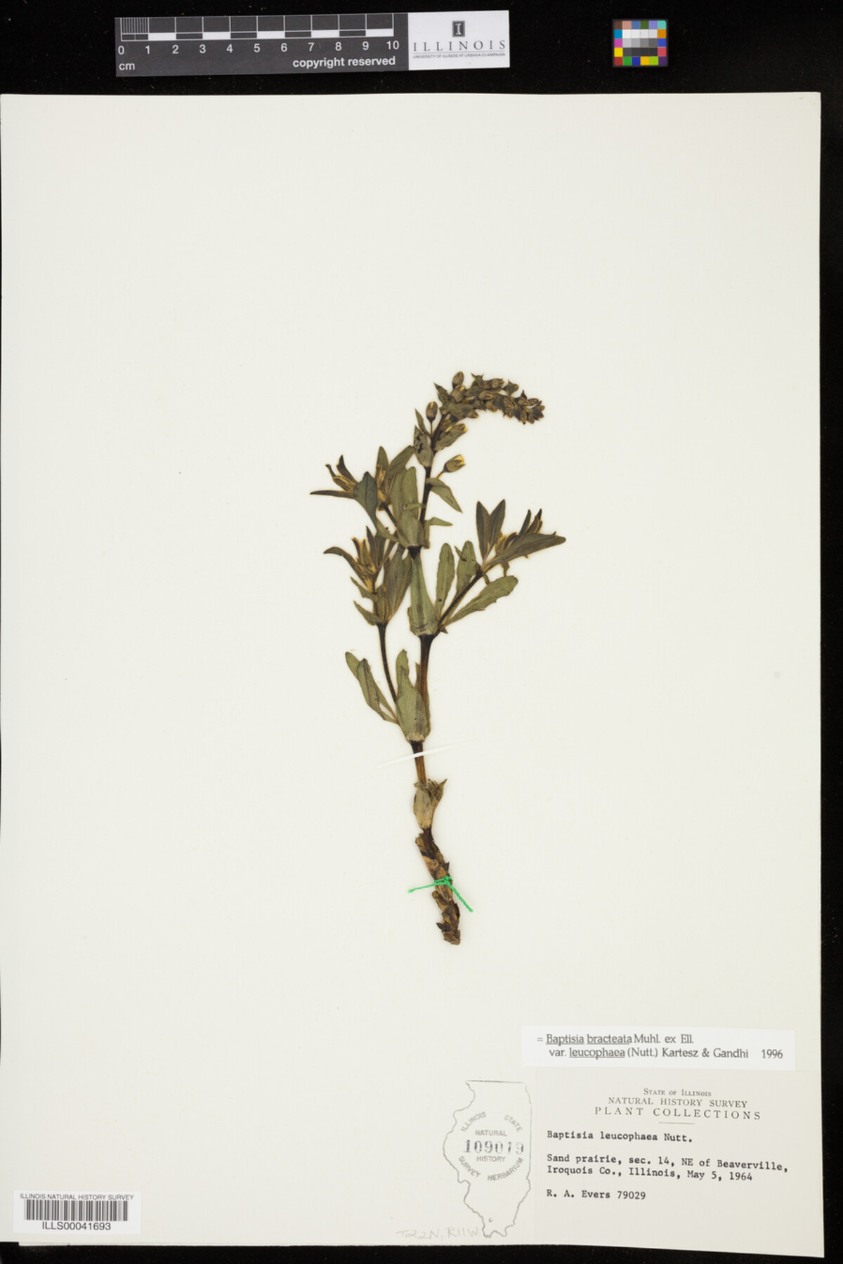 Baptisia leucophaea image