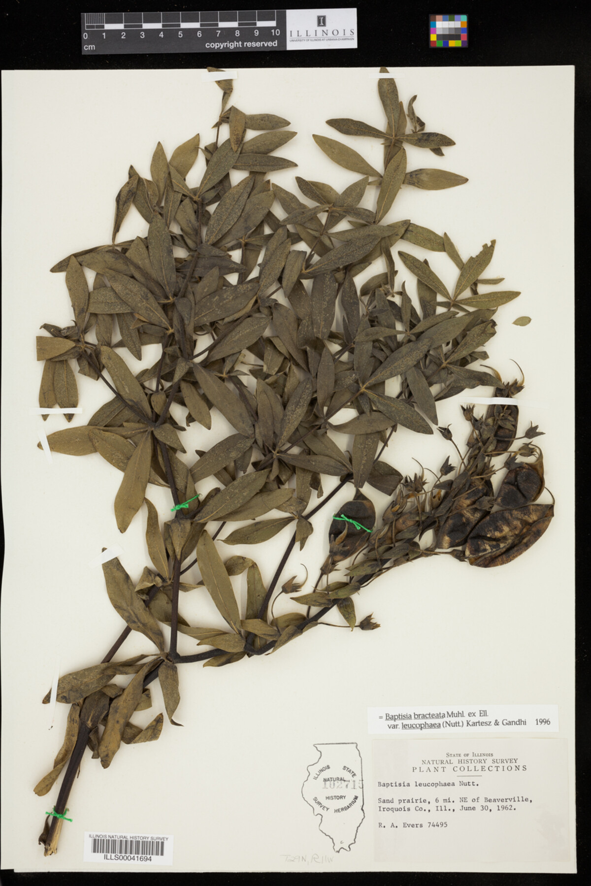 Baptisia leucophaea image