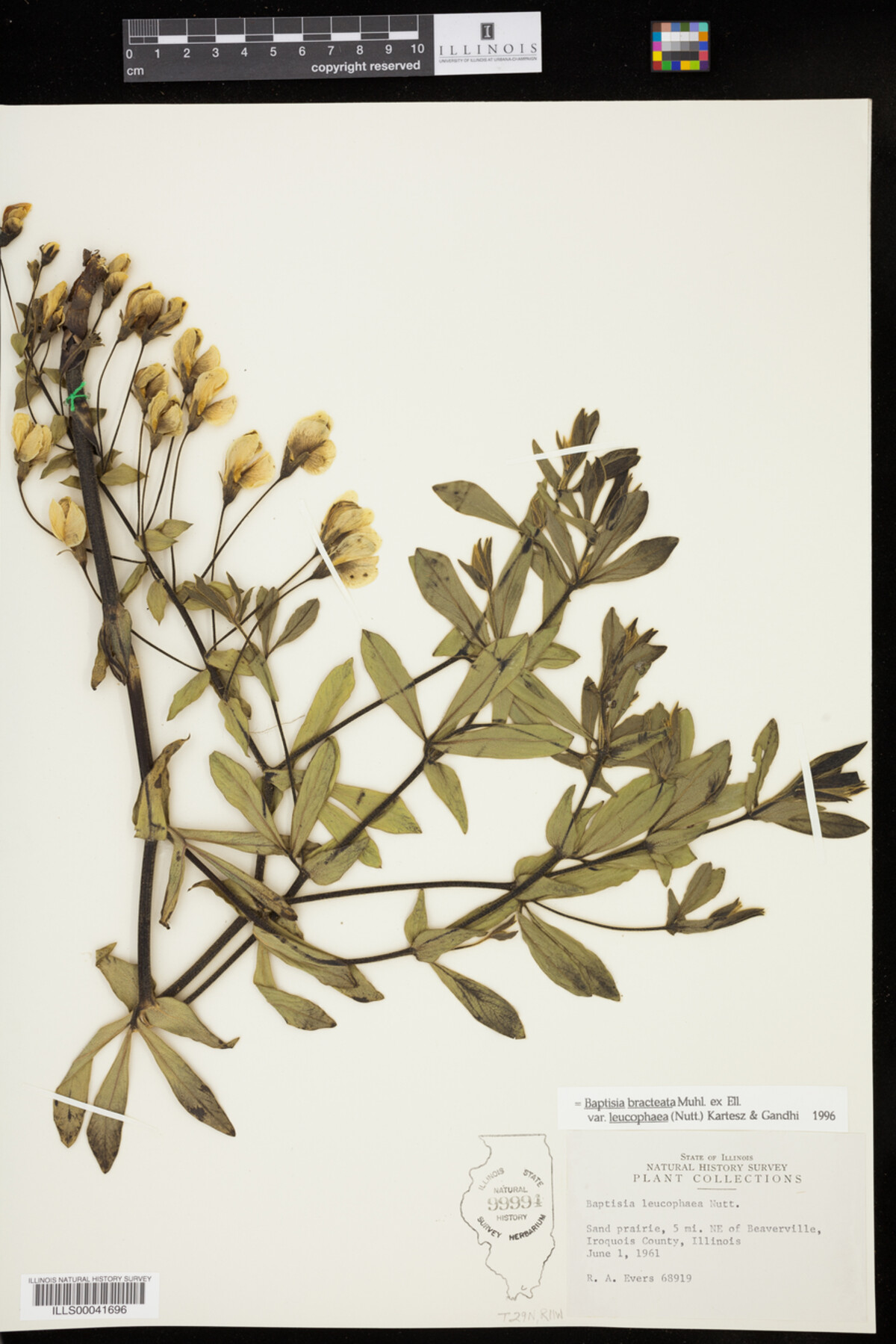 Baptisia bracteata image