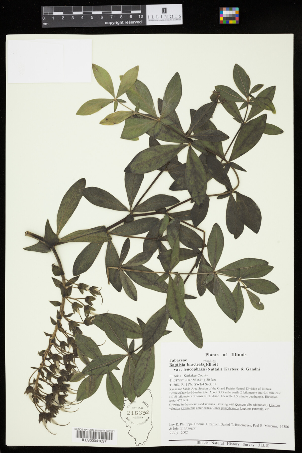 Baptisia leucophaea image
