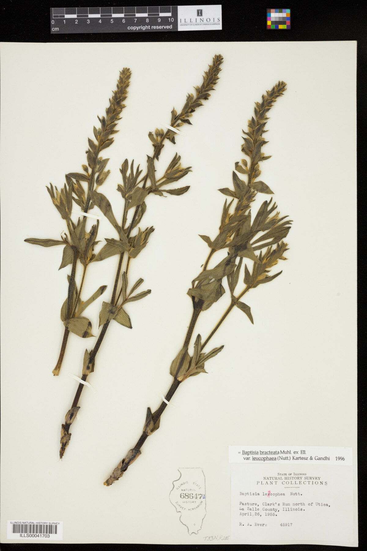 Baptisia leucophaea image