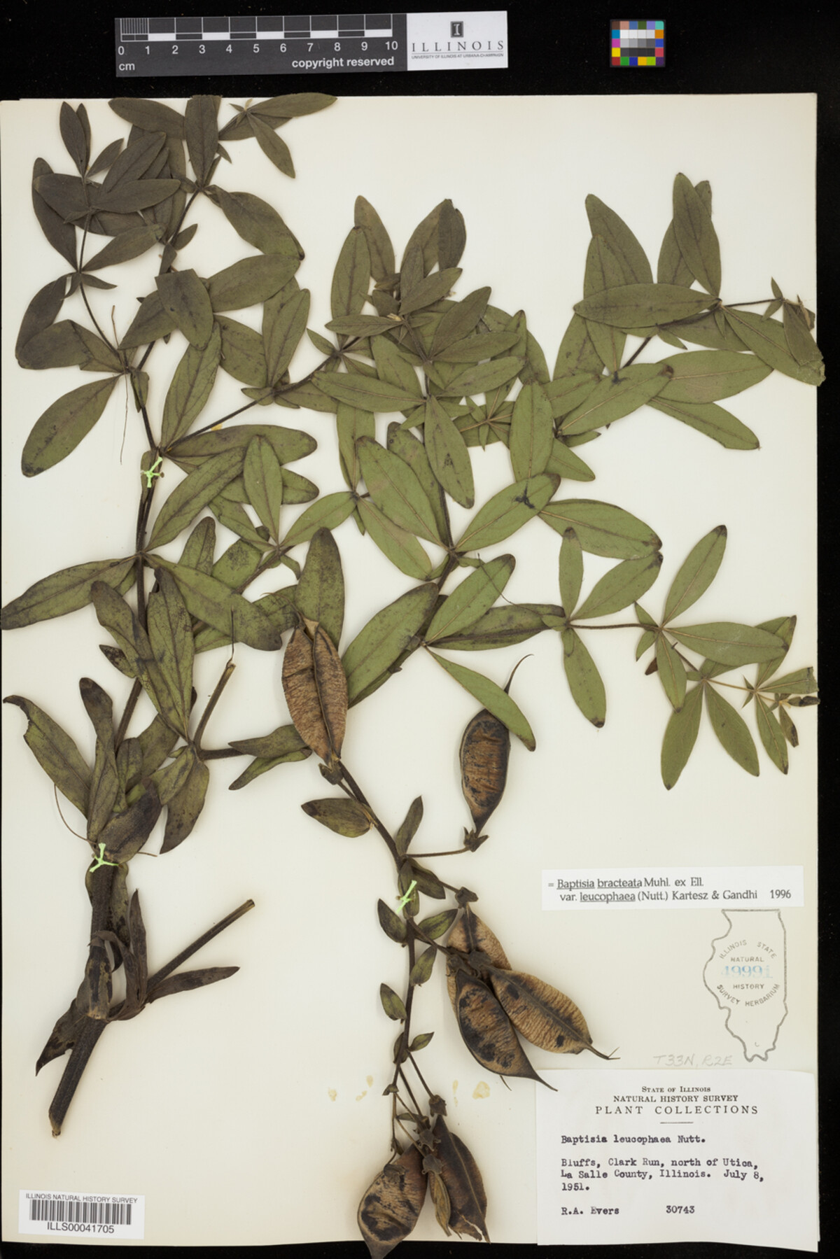 Baptisia leucophaea image