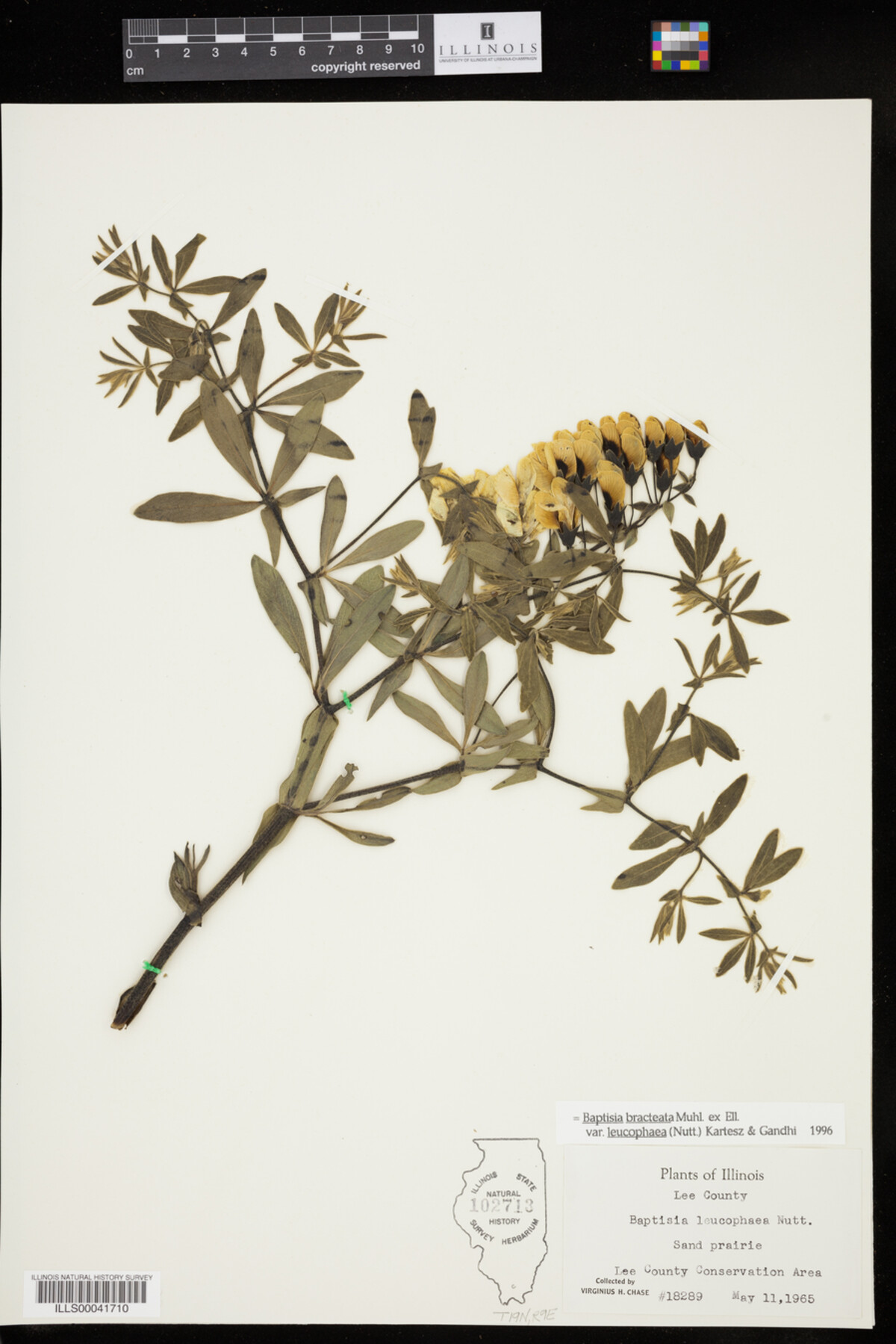Baptisia bracteata image
