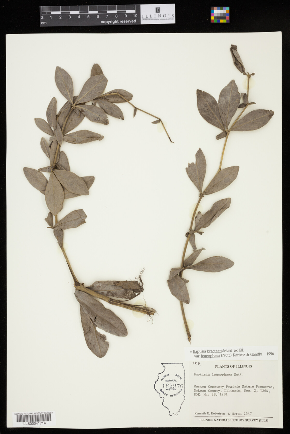 Baptisia leucophaea image