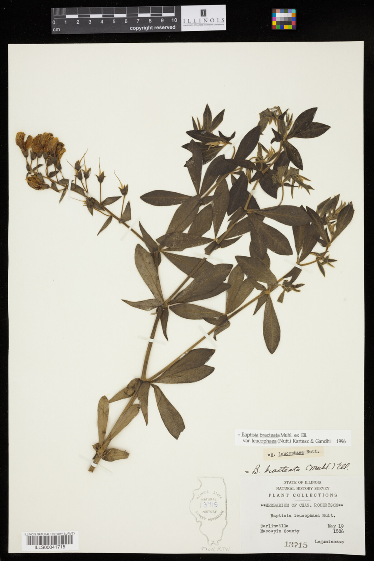 Baptisia leucophaea image